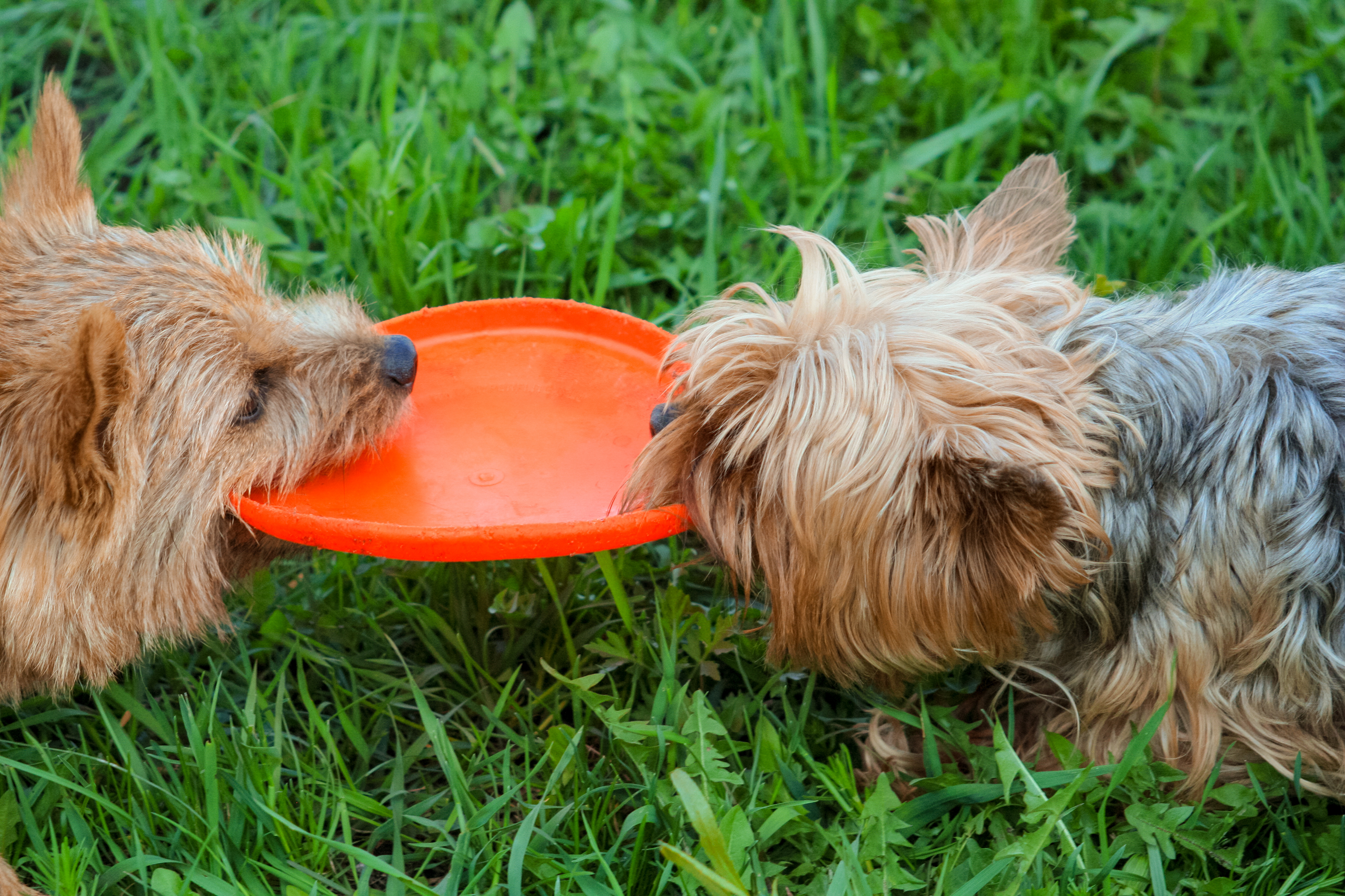 two small dogs playing frisbee