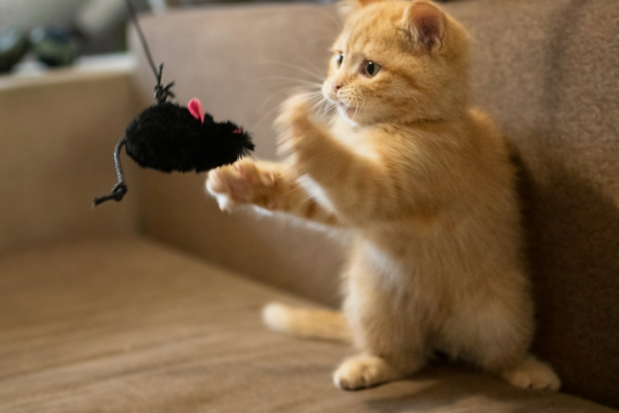 Cote domestic pet playing with toy mouse.