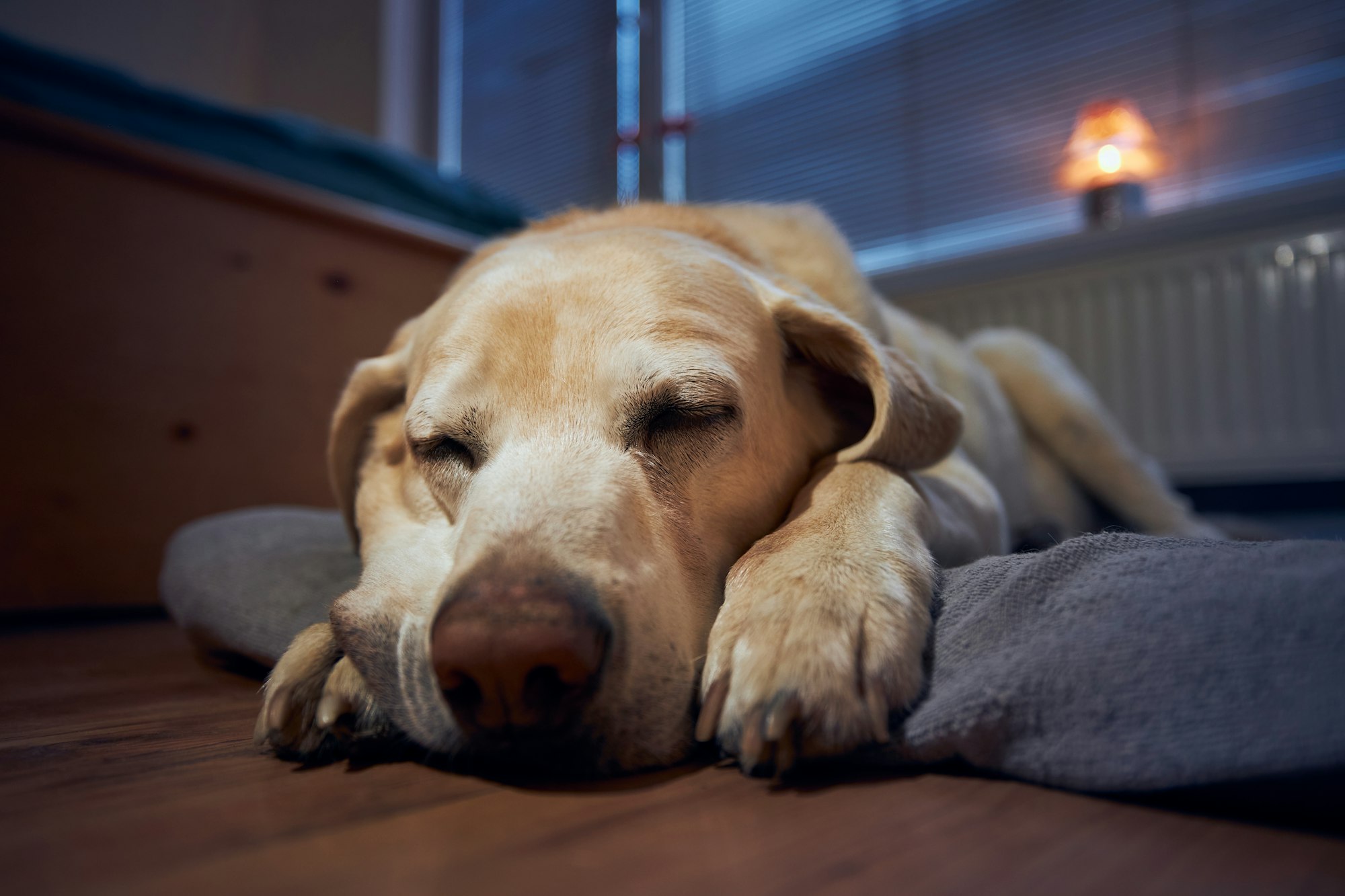 Old dog (labrador retriever) sleeping on his pet bed under window at home.